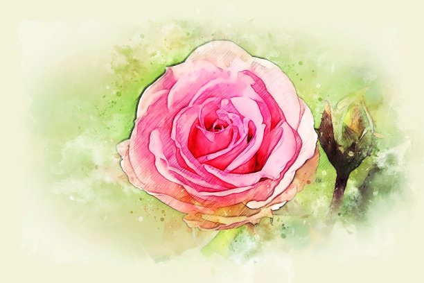 抽象粉红玫瑰盛开的水彩插画背景画。图片下载