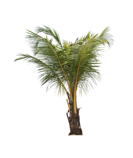 椰子树。图片下载