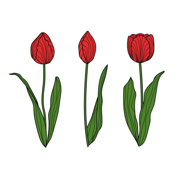 一套手绘郁金香。花孤立在白色上。图片下载