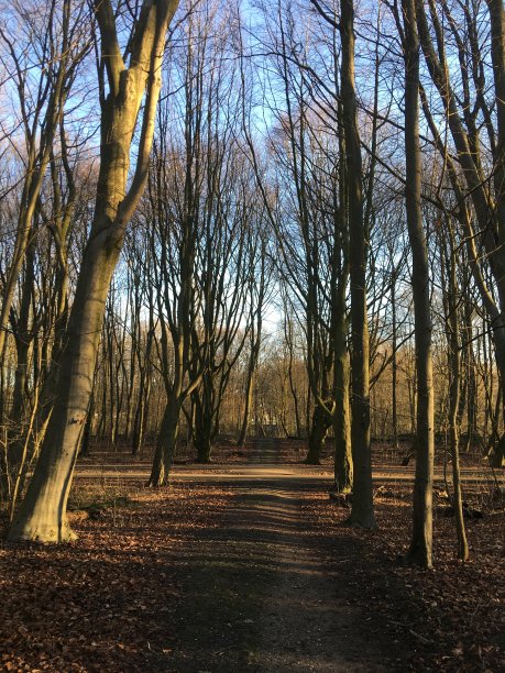 阿姆斯特丹森林图片下载