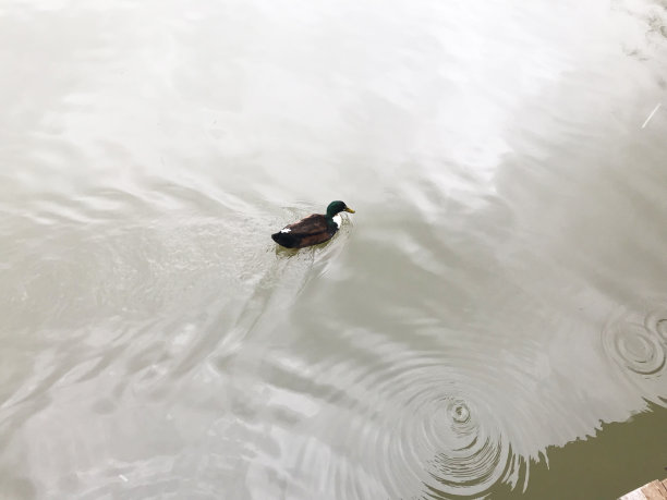 河里的鸭子图片下载
