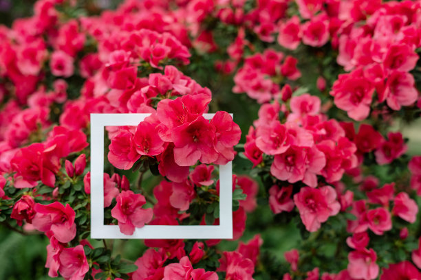 近距离的照片，白色的方形框架上美丽的盛开的山茶花生长在温室里图片下载