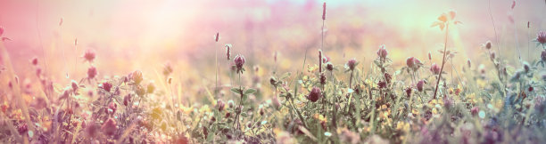 选择性和软焦点开花红三叶草，美丽的草甸，开花草甸花图片下载