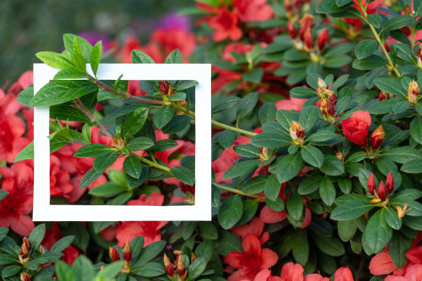 近距离的照片白色的方形框架上美丽和红色的山茶花图片下载