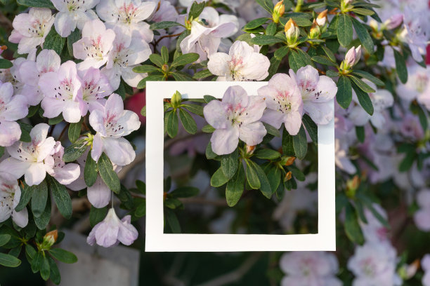 近距离的照片白色的方形框架上美丽的盛开的山茶花图片下载