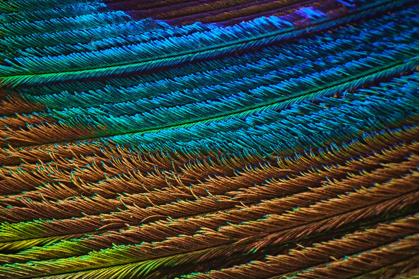 用微距镜头拍摄的彩色孔雀羽毛的抽象照片图片下载