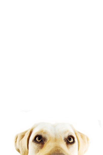 靠近拉布拉多寻回犬黄色的眼睛。孤立的工作室拍摄的白色背景。图片下载