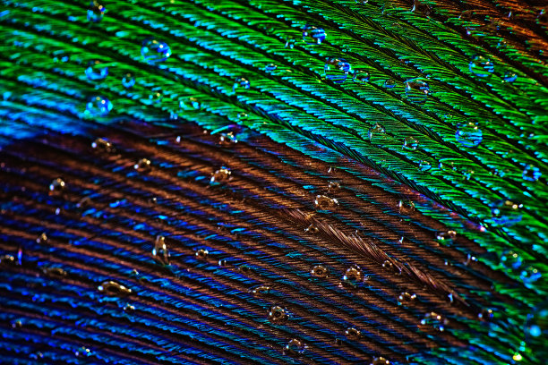 一张彩色美丽的孔雀羽毛的抽象照片。图片下载