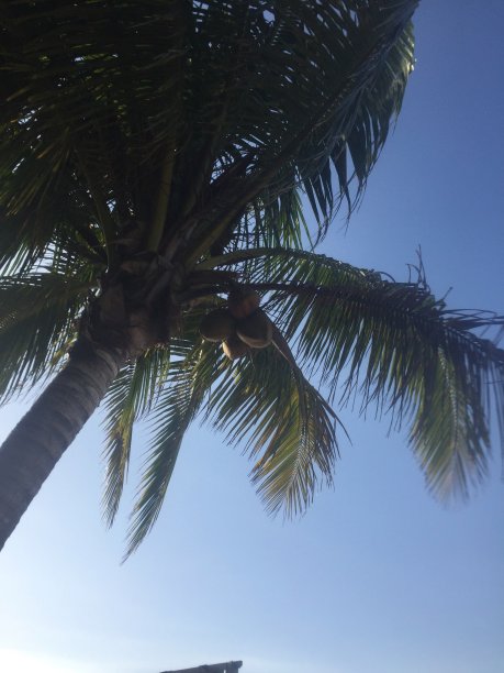 棕榈树仰天俯视图图片下载