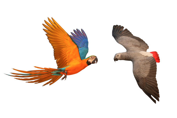 鹦鹉图片下载