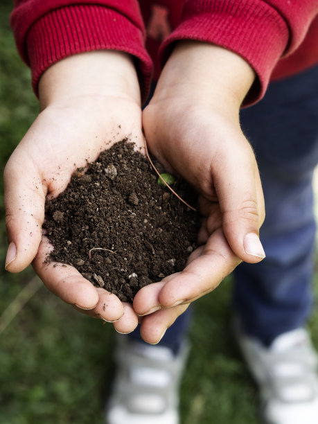 近手握泥土泥炭苔藓，花园手，图片下载