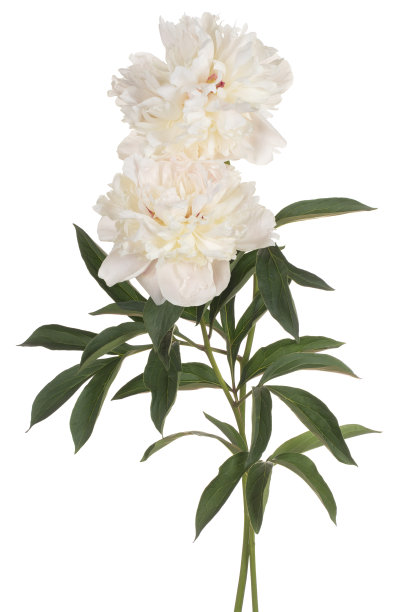 白底花图片下载