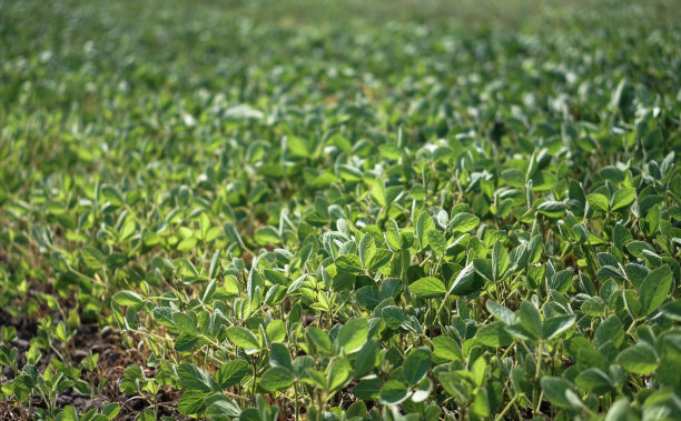 在初夏的大豆地里。干旱和脱水植物。素食大豆。股票的背景,照片图片下载