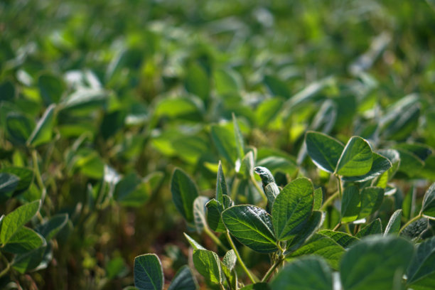 在初夏的大豆地里。干旱和脱水植物。素食大豆。股票的背景,照片图片下载