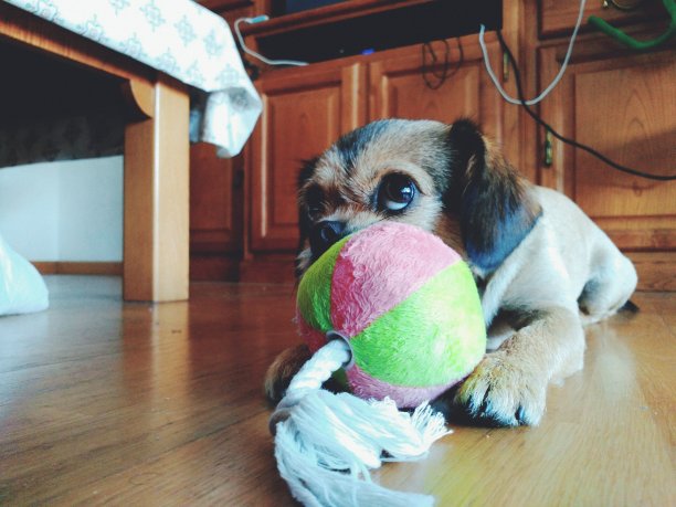 一脸恳求的狗央求主人陪她玩图片下载