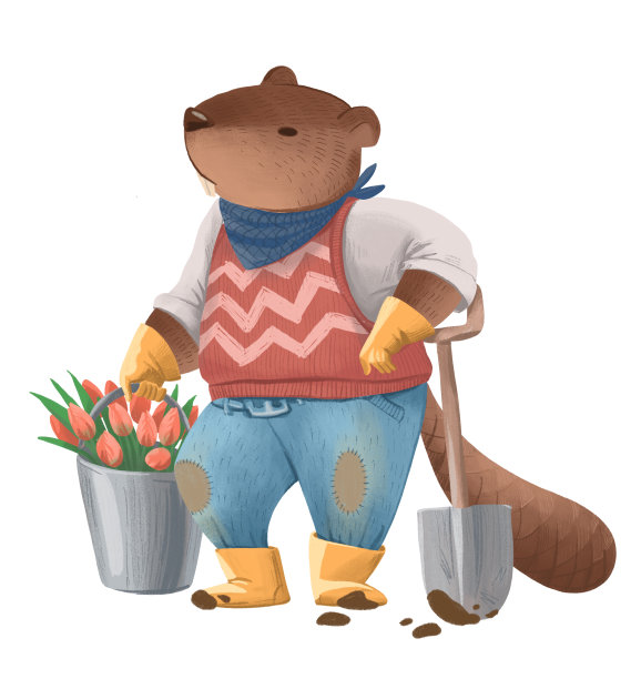 插图的海狸像人在牛仔裤和毛衣拿着铲子和一个桶与郁金香花在白色的背景图片下载