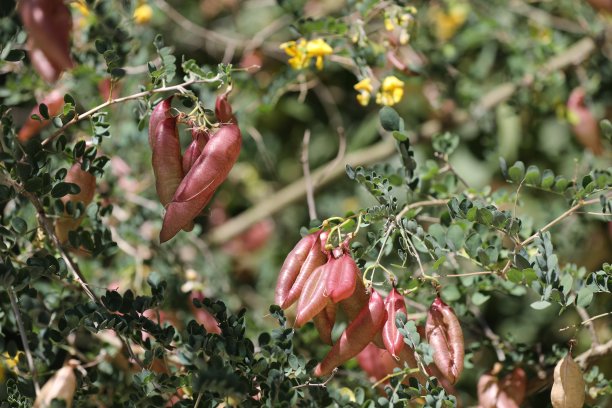 近距离观看豆荚，绿色的叶子和小黄花在春天图片下载