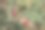 近距离观看豆荚，绿色的叶子和小黄花在春天图片下载