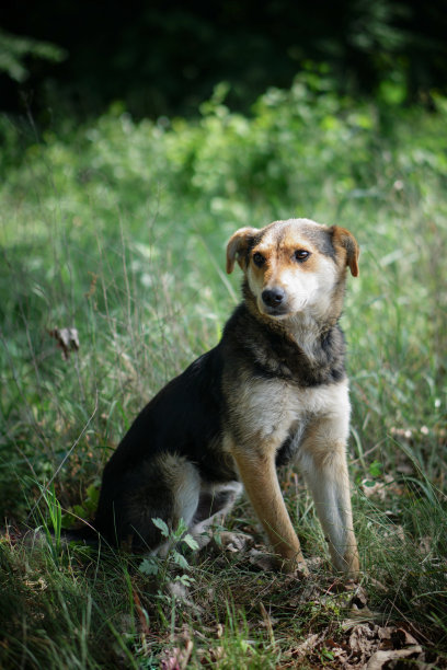 美丽的狗在自然与悲伤的眼睛。苗圃里的家畜。库存图片图片下载