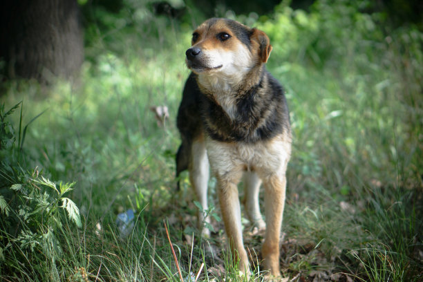 美丽的狗在自然与悲伤的眼睛。苗圃里的家畜。库存图片图片下载