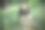 美丽的狗在自然与悲伤的眼睛。苗圃里的家畜。库存图片图片下载