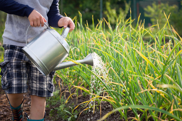 可爱的小男孩在花园里用喷壶浇植物。可爱的孩子帮助父母种蔬菜，玩得很开心。儿童户外活动。图片下载