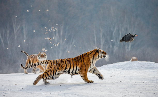 西伯利亚虎在雪地里奔跑，捕捉猎物。非常有活力的照片。中国哈尔滨。牡丹江市。Hengdaohezi公园。西伯利亚虎公园。冬天。图片下载