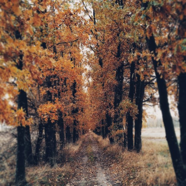 秋日里森林里的小路。有许多橙色叶子的树。图片下载
