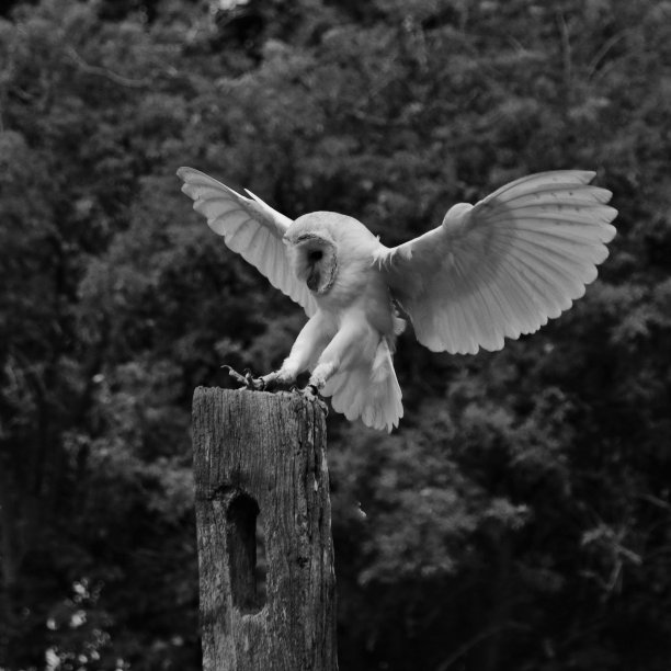 一张黑白谷仓猫头鹰在飞行的照片图片下载