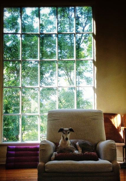 意大利灰狗坐在大窗户前的椅子上图片下载