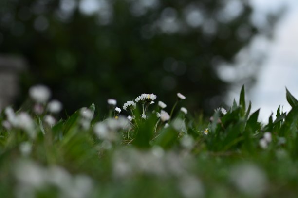 春花图图片下载