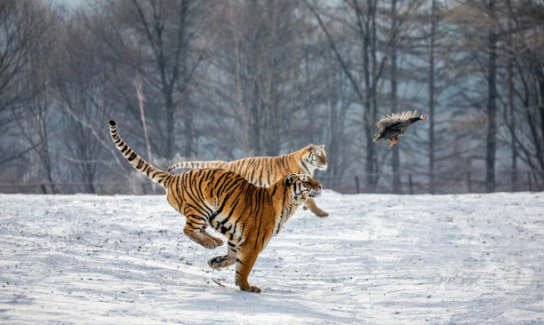 西伯利亚虎在雪地里奔跑，捕捉猎物。非常有活力的照片。中国哈尔滨。牡丹江市。Hengdaohezi公园。西伯利亚虎公园。冬天。艰难的霜。图片下载