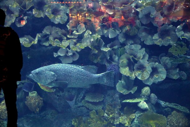 鱼和男人剪影图片下载