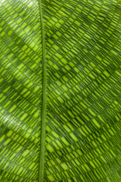 一种木榄或网叶的细部。图片下载