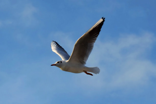 灰色和白色的海鸥在半空中图片下载