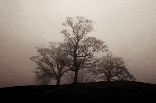 树木在雾中图片下载