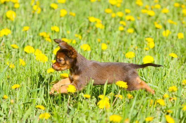 活泼的小狗在绿色的草地上跳跃。图片下载