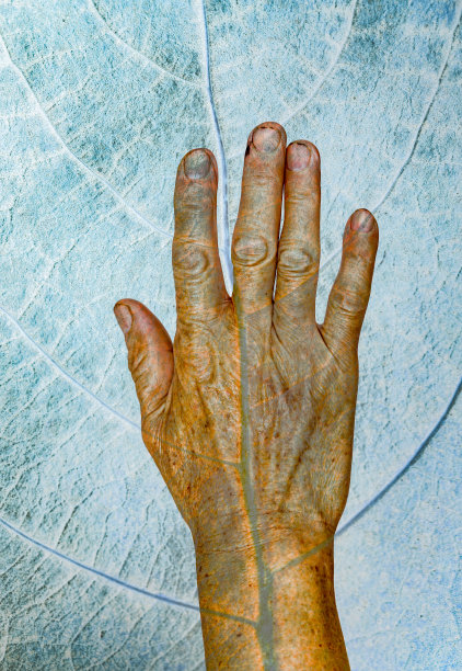 8、老人的手带着秋叶，老年的概念图片下载