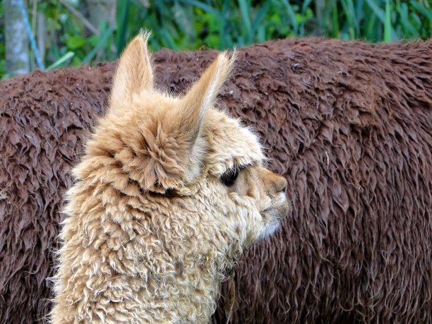 草地上白色和棕色的羊驼图片下载