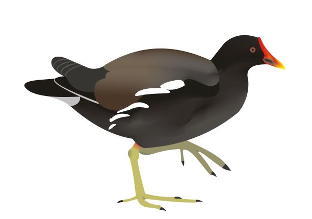 常见的沼地（加利努拉氯普）图片下载