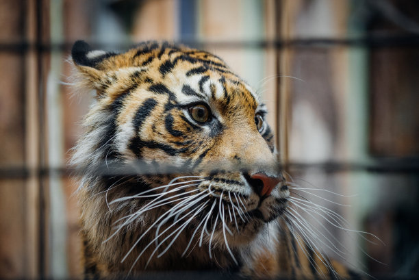 老虎看起来图片下载