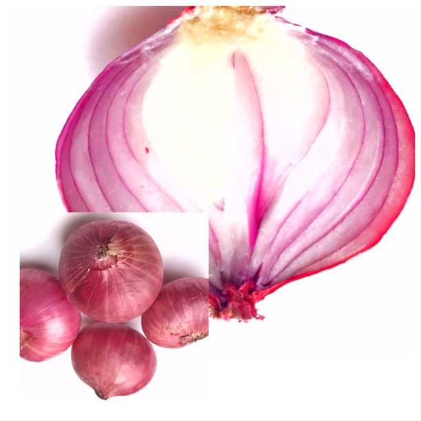 洋葱图片下载