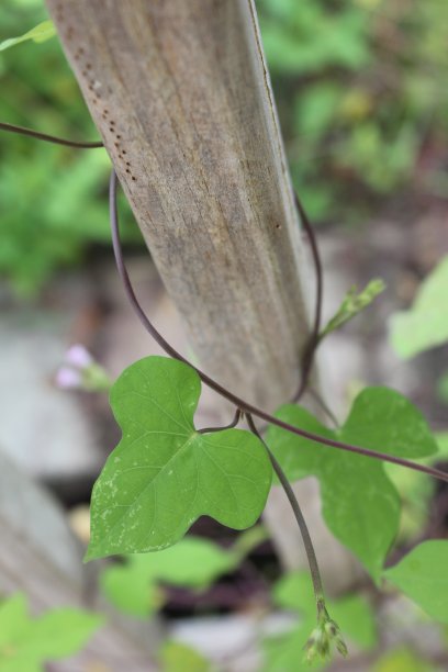 绿色的常春藤缠绕在木栏杆上图片下载