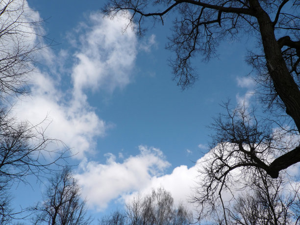光秃秃的树和天空图片下载