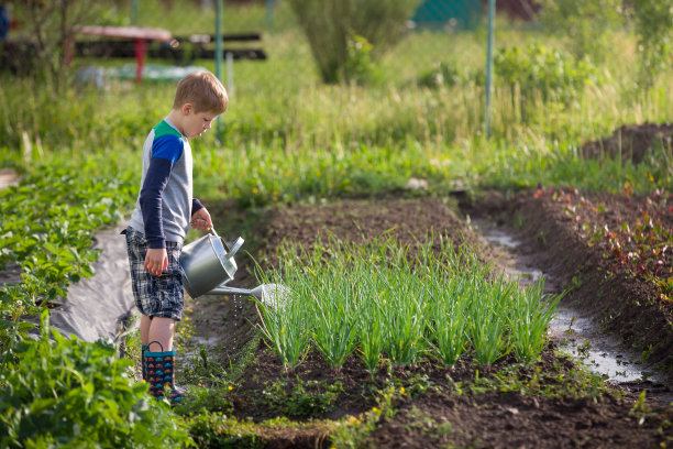 可爱的小男孩在花园里用喷壶浇植物。可爱的孩子帮助父母种蔬菜，玩得很开心。儿童户外活动。图片下载