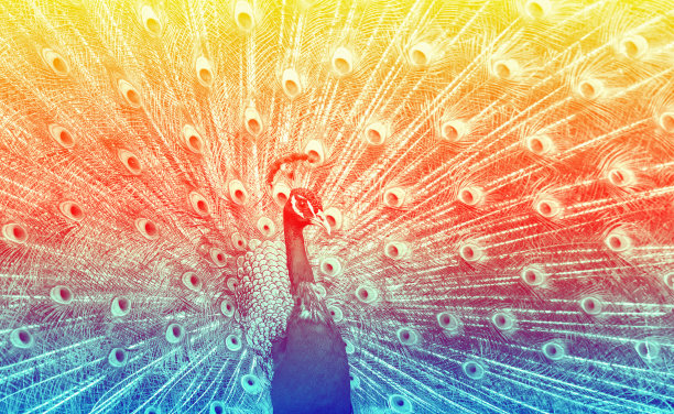 孔雀露出他的羽毛图片下载