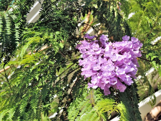 淡紫色的Castellon图片下载