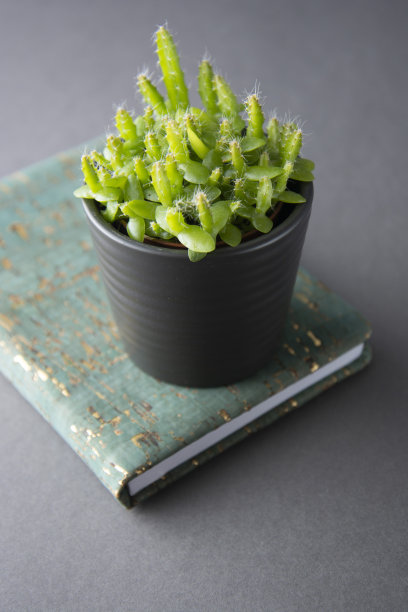 盆栽中的小植物，多肉植物或仙人掌，孤立在灰色背景上孤立。装饰室内植物。垂直的图像。图片下载