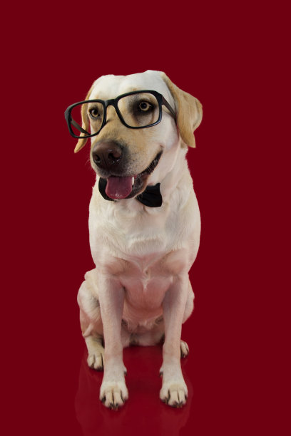 可爱的拉布拉多犬戴着眼镜和黑色领带。红色背景下的孤立镜头。图片下载