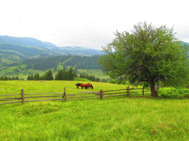 喀尔巴阡山脉的马匹景观图片下载
